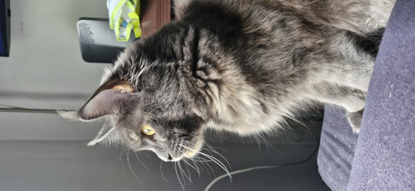 Wiera SimplyCat*PL

